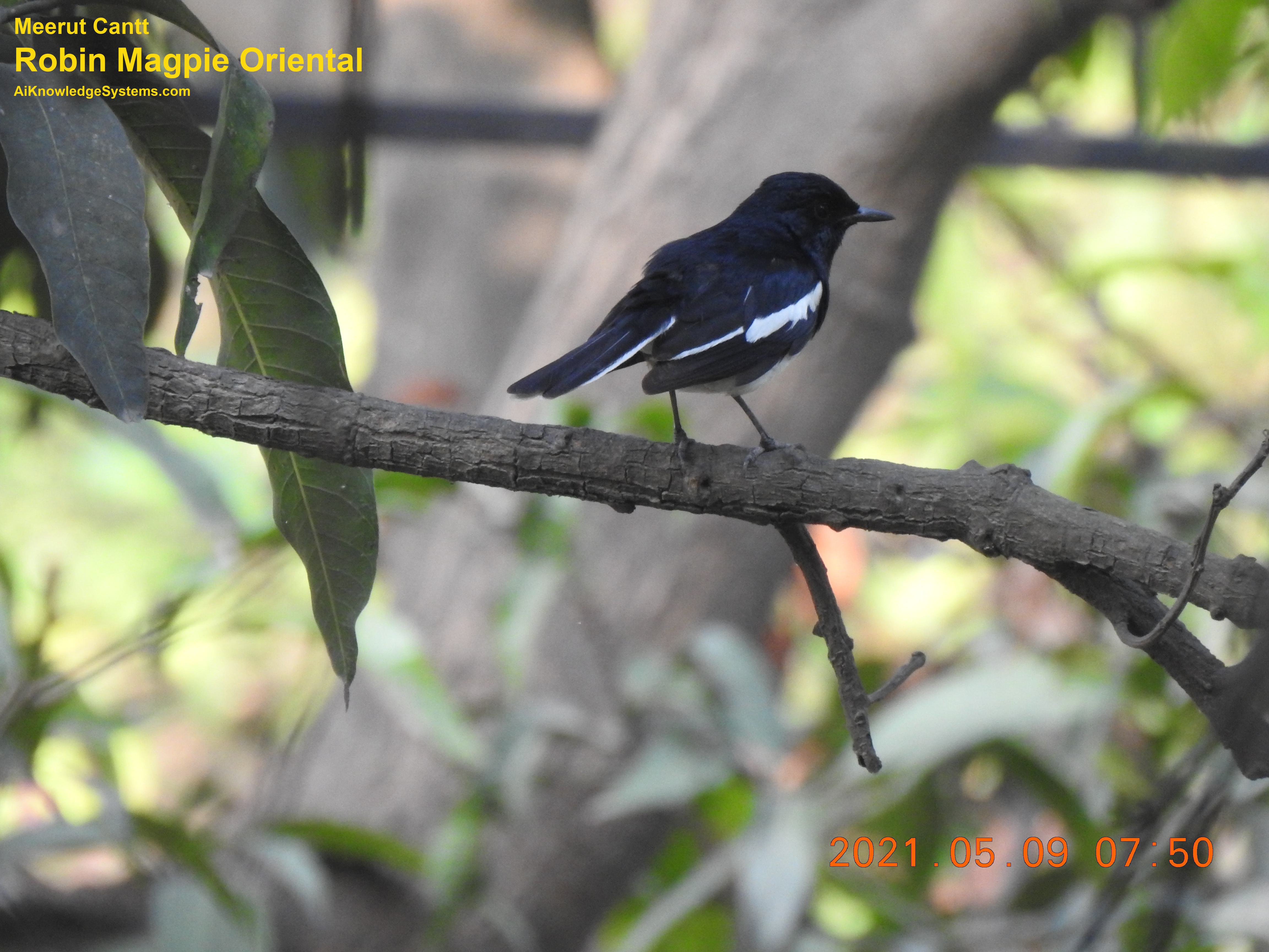 Magpie Robin (46) Coming Soon